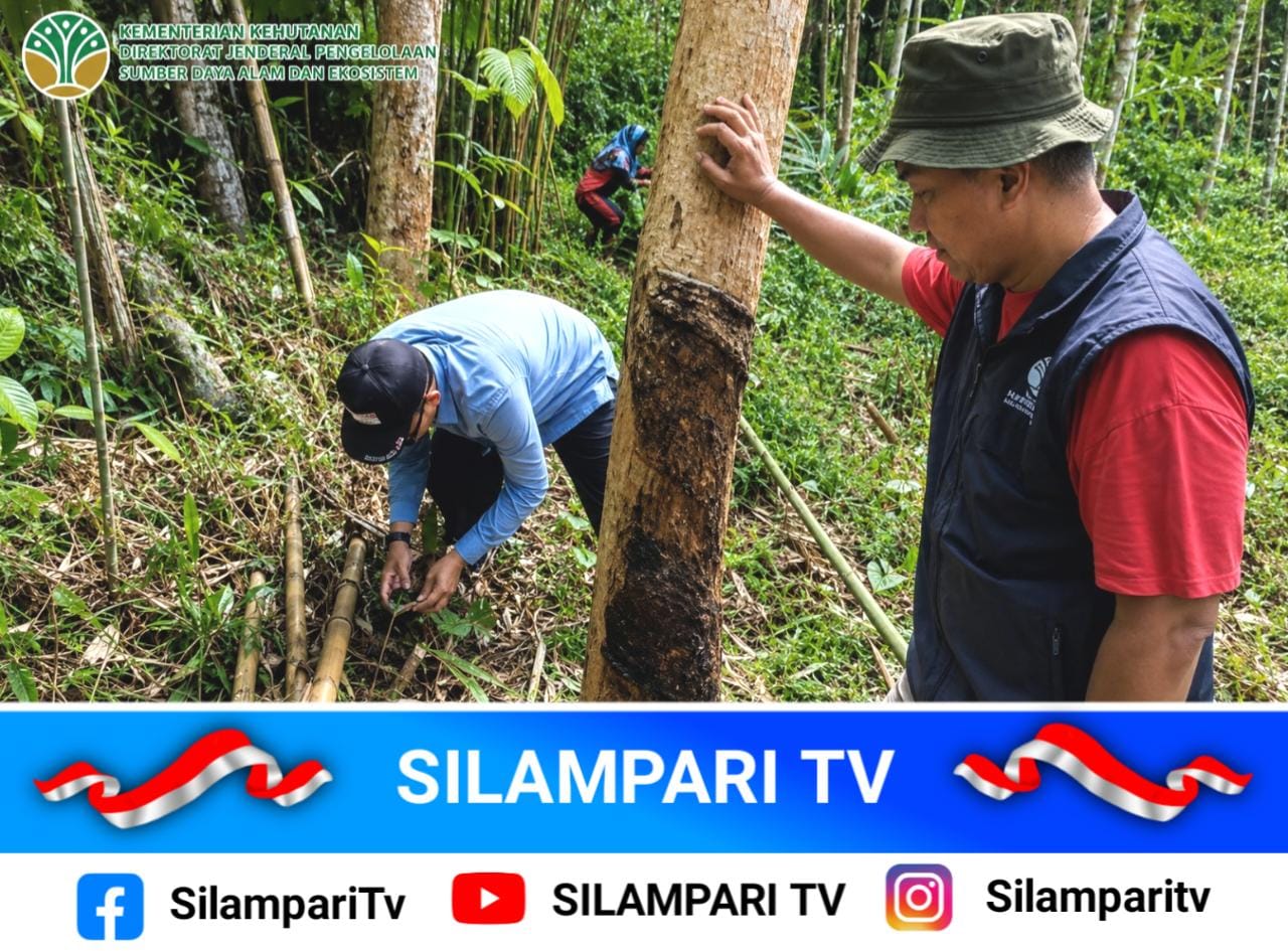 Jejak Diduga Harimau Sumatera Hebohkan Ulu Rawas, Warga Diminta Waspada