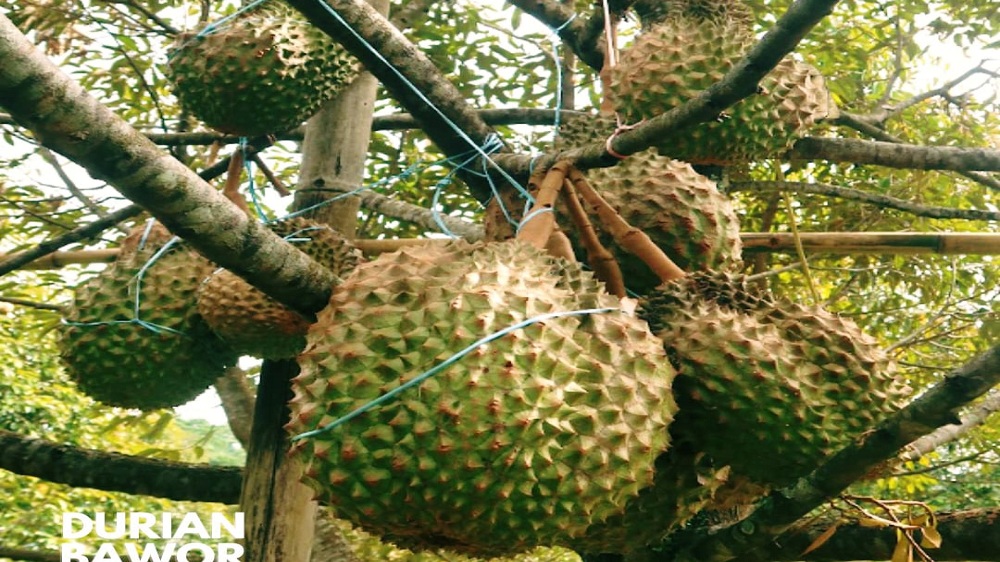 Raup Cuan Belasan Juta! Ini Tips dan Trik Menanam Durian Bawor Agar Cepat Berbuah
