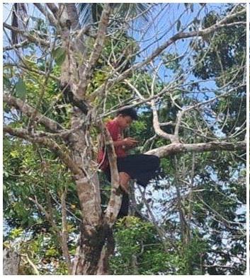 Warga Desa Binjai Musi Rawas Panjat Pohon Demi Sinyal: Puluhan Tahun Hidup di Zona Blank Spot