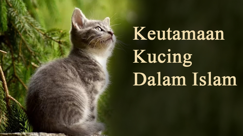 Keutamaan Kucing dalam Islam: Kisah dan Teladan Nabi Muhammad SAW