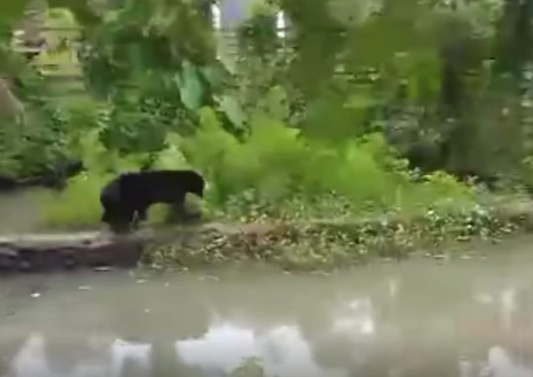 Beruang Madu Menyebabkan Kepanikan di Kelurahan Pagar Tengah