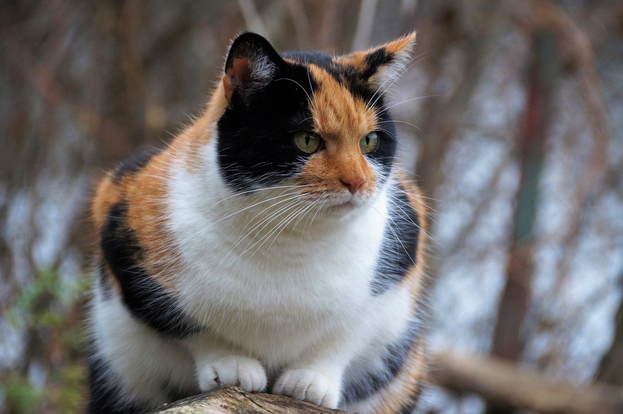 Mau Tahu Cara Merawat Kucing Agar Bulunya Tetap Cantik dan Sehat