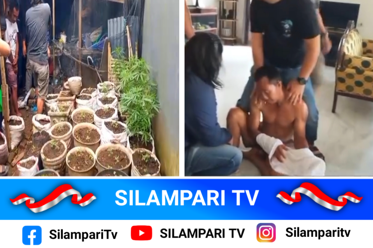 Polisi Bongkar Ladang Ganja Rumahan di Rejang Lebong, Pemilik Rumah Diamankan