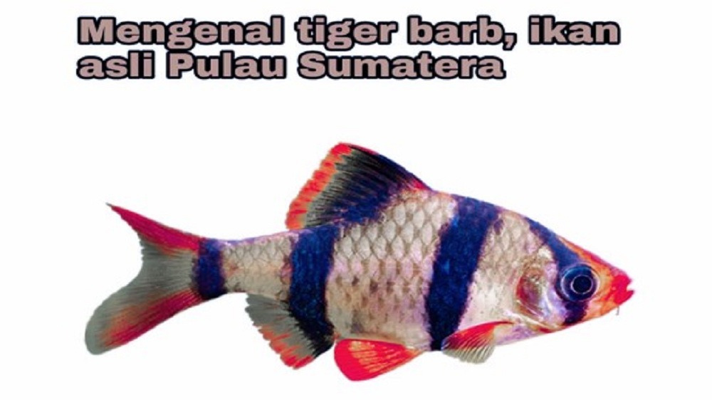Inilah Ikan Hias Asal Sumatera, Apakah Kalian mengenalinya ?
