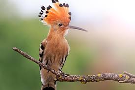 8 Fakta Menarik Burung Hoopoe, Bisa Mengeluarkan Bau Tidak Sedap