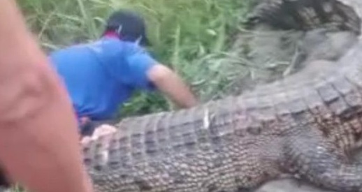 Laki-laki Paruh Baya Hilang Diduga Diterkam Buaya saat Mencari Sayur Kangkung