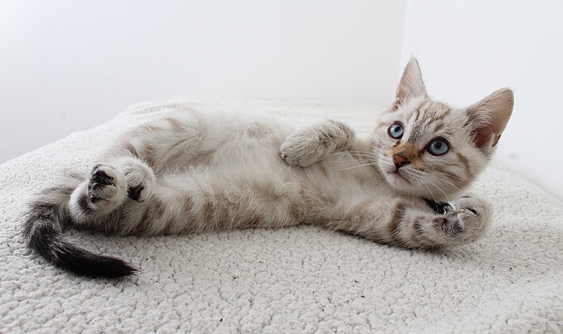 7 Keuntungan Ilmiah Memelihara Kucing di Rumah yang Terbukti Efektif