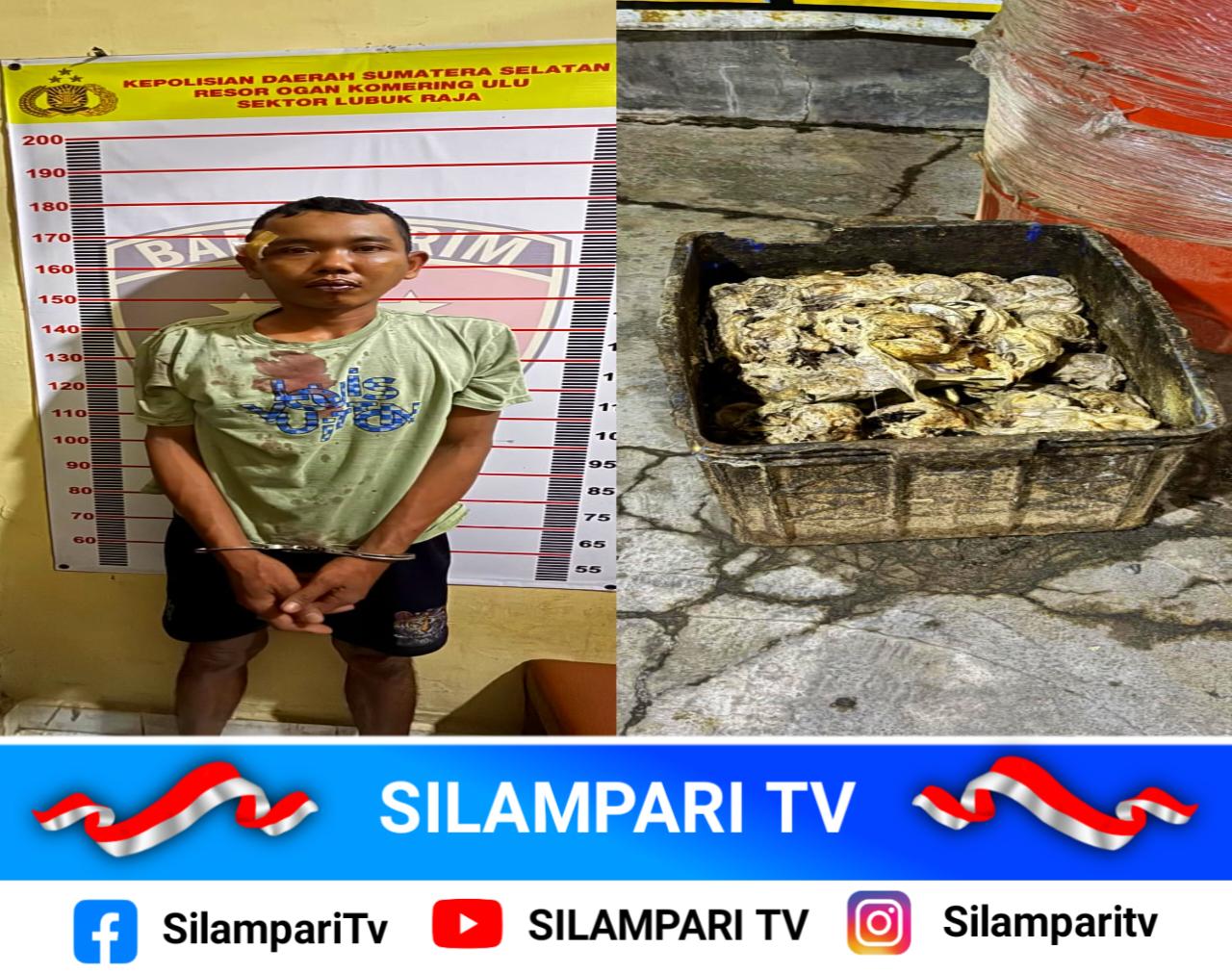 Pencurian Getah Karet Resahkan Warga OKU, Terduga Pelaku Diamankan Polisi