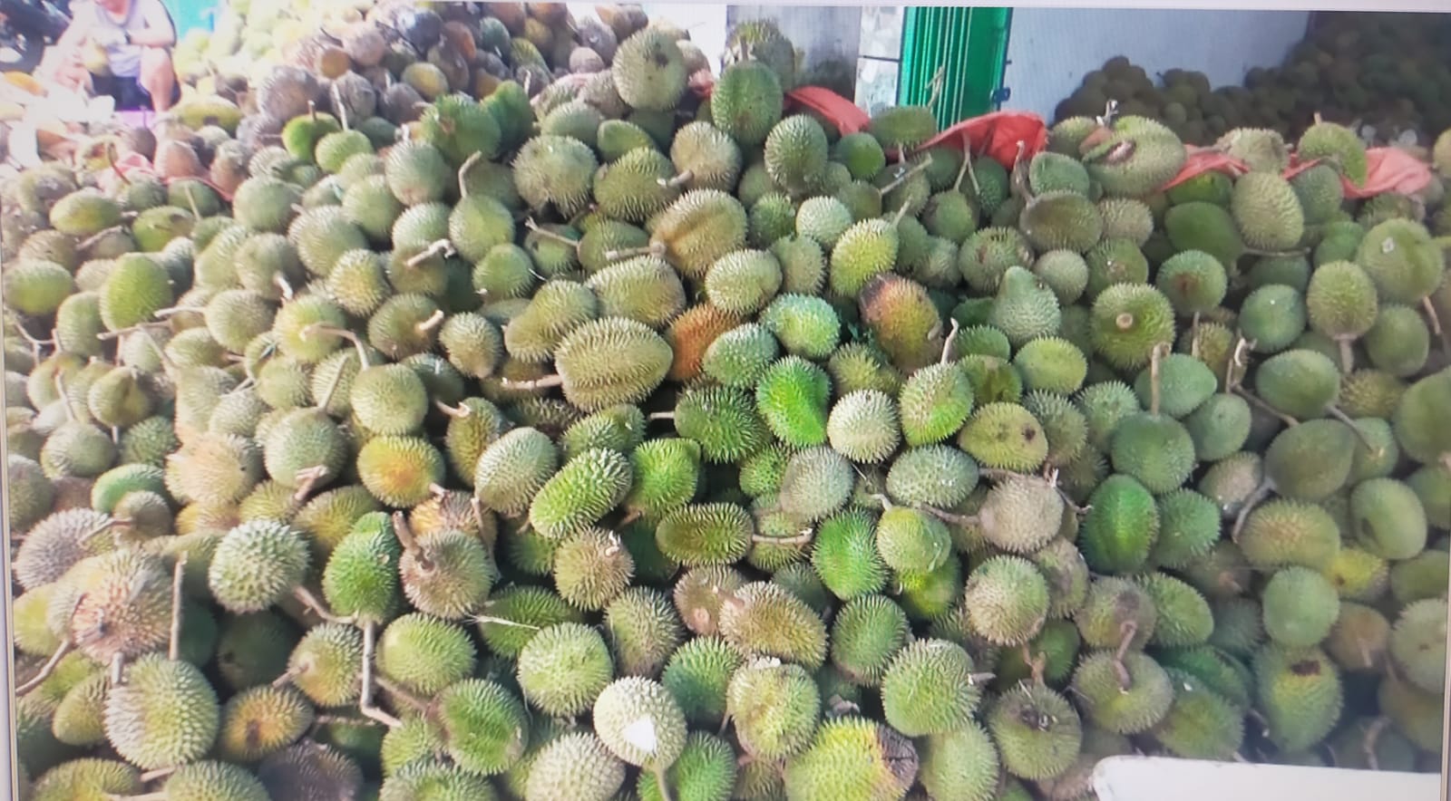 Pengepul Durian di Tugumulyo, Mampu Usaha Jual Beli Hingga 3000 Buah Durian 