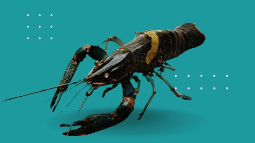 Ini dia 6 Tips Budidaya Lobster Air Tawar, Pemula Wajib Tau!