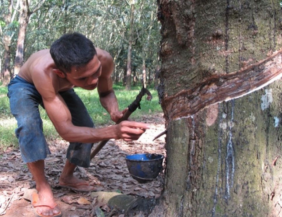 Harga Karet di Musi Rawas Naik ke Rp14.000/Kg, Petani Mulai Optimis dengan Kesejahteraan