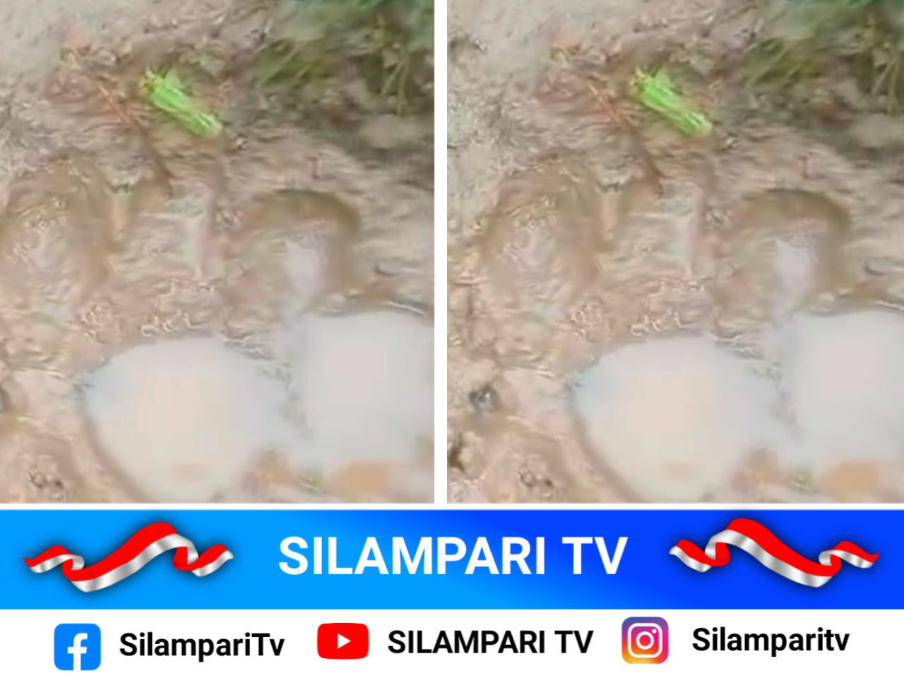 Viral Jejak Diduga Harimau di Musi Rawas, BKSDA Pastikan Bukan Milik Harimau