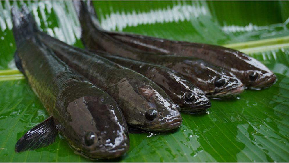 10 Manfaat Ikan Gabus Untuk Kesehatan Tubuh Salah Satunya Menyembuhan Luka