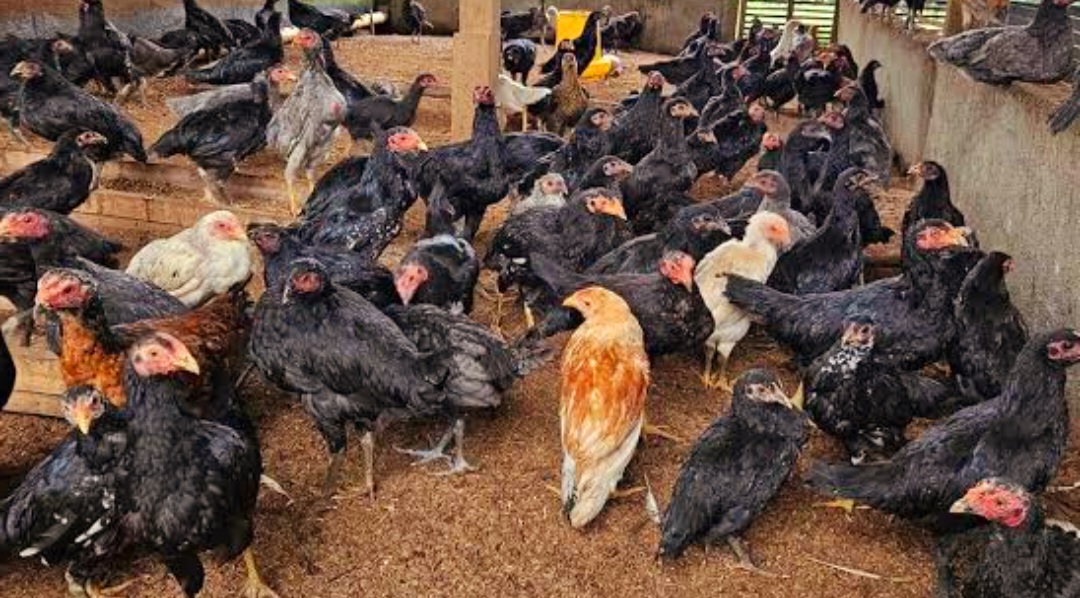 5 Tips Pelihara Ayam Kampung Cepat Gemuk, Hasilkan Cuan Jutaan Rupiah