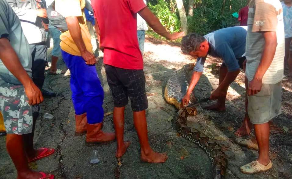  Tragis! Warga Buton Selatan Tewas Ditelan Ular Piton Sepanjang 8 Meter