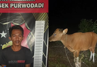  Warga Desa Terkejut! Pencurian Sapi Terbongkar, Pelaku Diringkus Tanpa Perlawanan