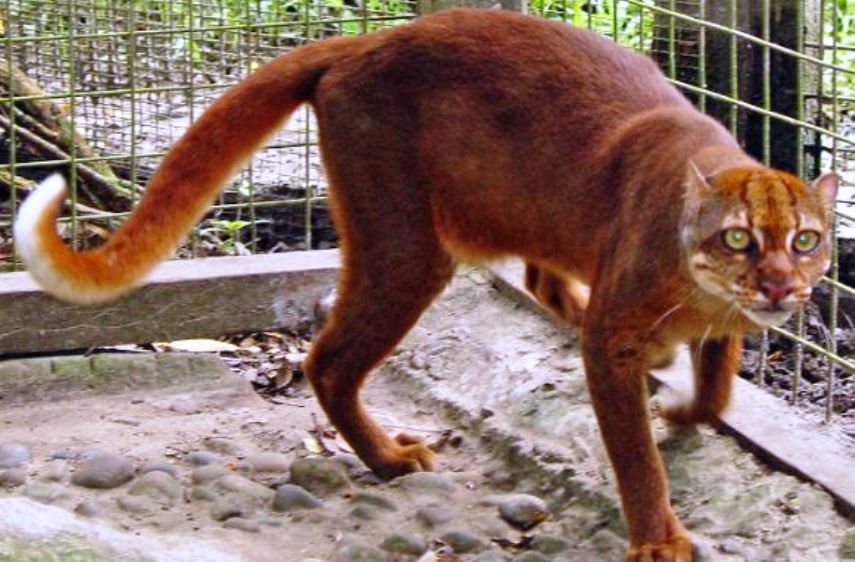 Paling Misterius di Dunia, Ini Penampakan Kucing Merah di Kalimantan