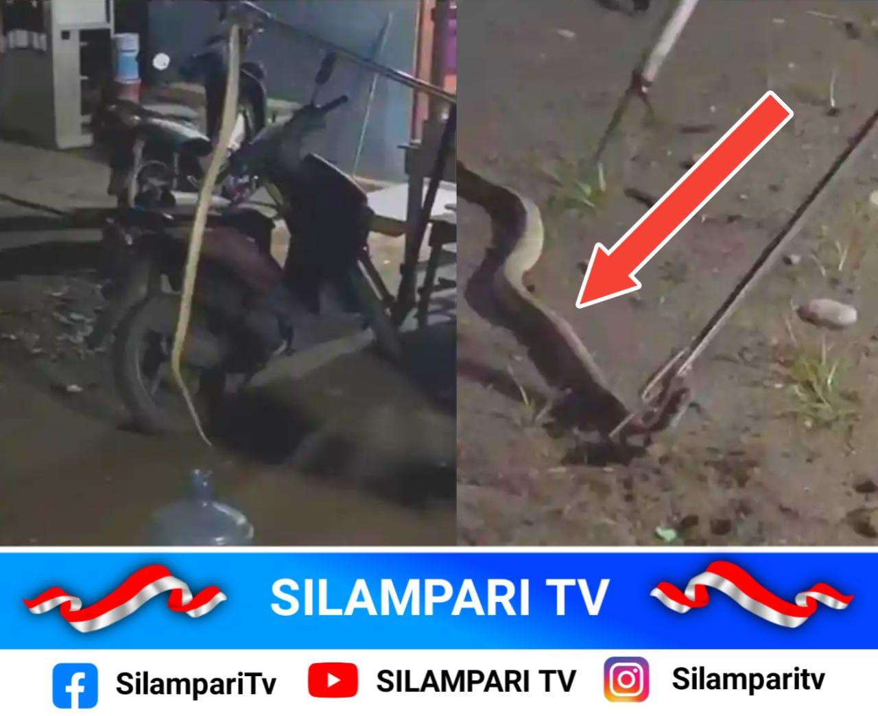Heboh! Ular Kobra Panjang 2 Meter Masuk Rumah Petugas Damkar di Lubuklinggau