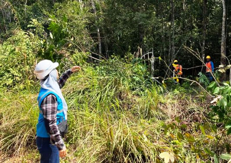 Manager PLN UP3 Lubuklinggau Pantau Kegiatan ROW, Tingkatkan Keandalan Jaringan di Desa Muara Megang