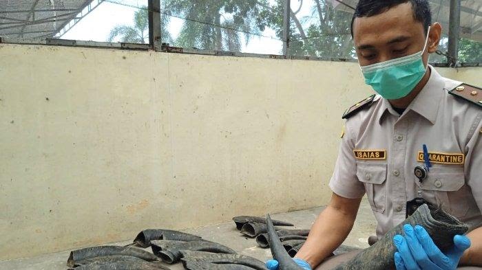 Menegakkan Hukum dan Melindungi Alam BKHIT Lampung Menggagalkan Pengiriman Tanduk Kerbau Ilegal Asal Jambi