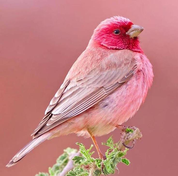 Fakta Unik Burung Great Rosefinch, Cantik Seperti Bunga Mawar