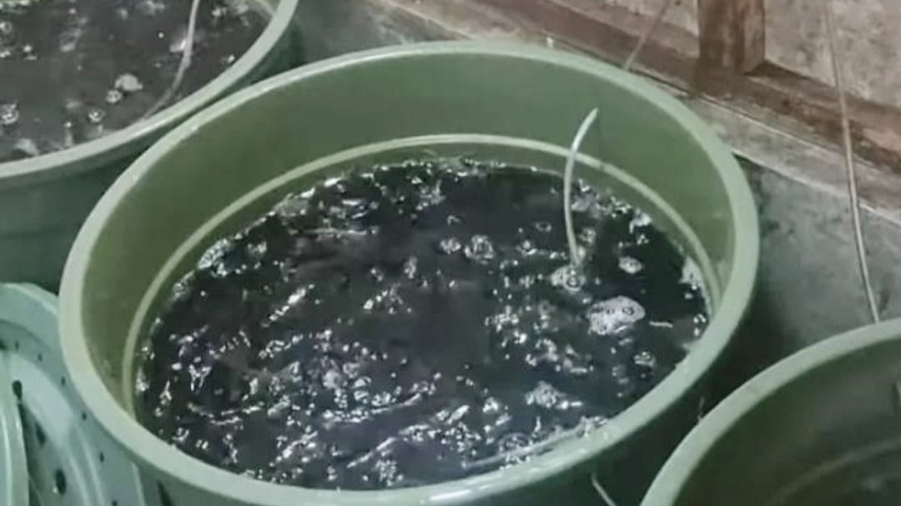 Cara Budidaya Ikan Lele di Ember untuk Pemula Agar Menghasilkan Uang