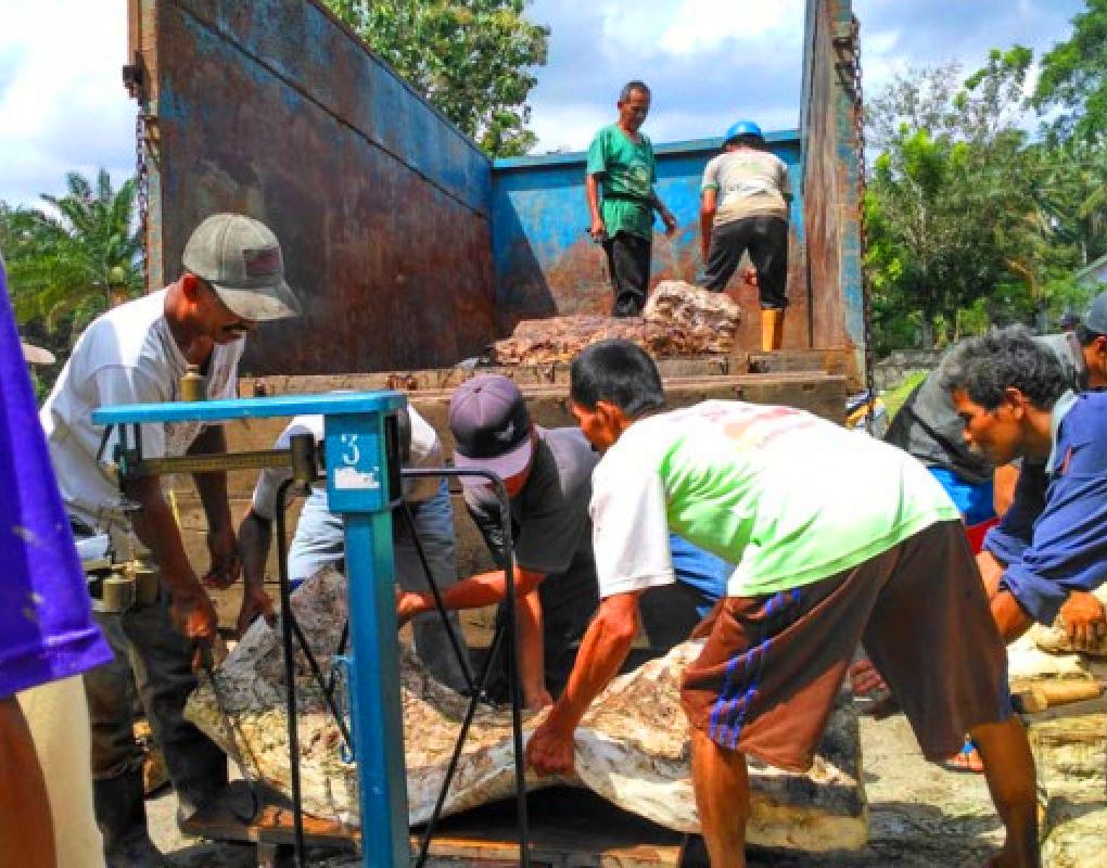 Harga Karet Sumsel Hari Ini Naik Tipis, Dipicu Penguatan Harga Dunia dan Pelemahan Rupiah.