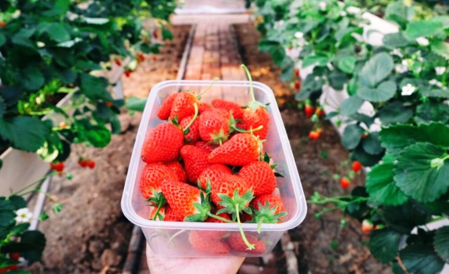 Ini dia 2 Tempat Wisata Petik Strawberry Dekat Palembang Bakal Serasa di Bandung, Bisa Ambil Sepuasnya