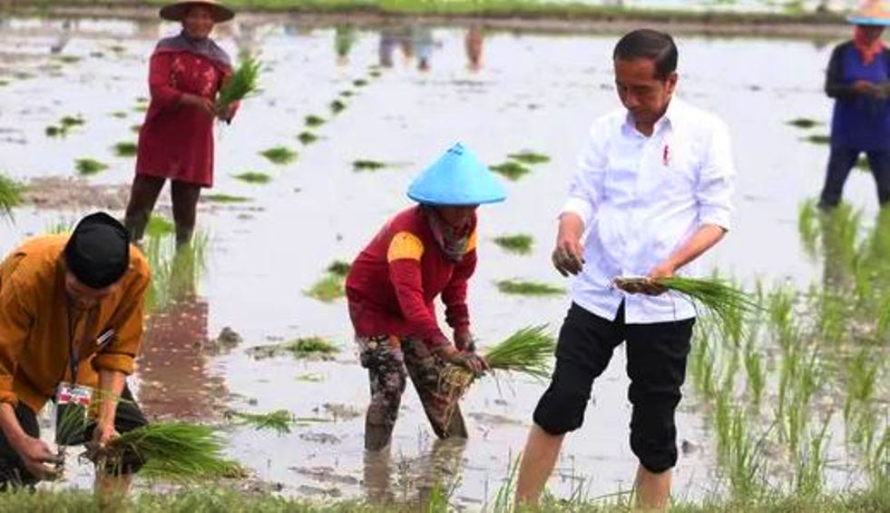 Kabar Bahagia Untuk Petani, Jokowi Bakal Tambah Subsidi Pupuk Hingga Senilai Rp14 T