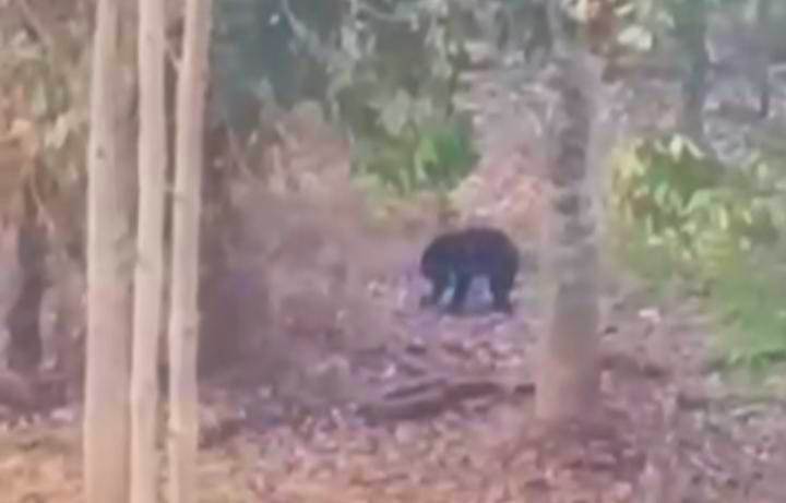 Heboh! Beruang Muncul di Kebun Warga Lubuklinggau, Warga Diminta Waspada