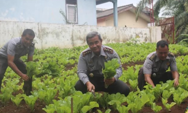 Lapas Lubuklinggau Kembali Panen dan Berbagi Sayuran, Manfaatkan Lahan Sebagai Sarana Pembinaan