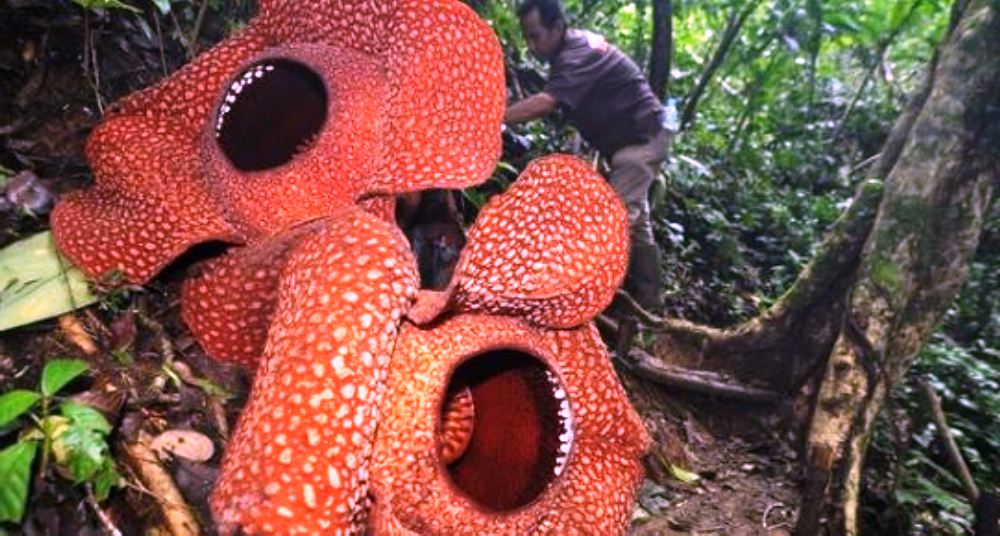 Mekar di Taman Konservasi Puspa Langka, Bunga Rafflesia Arnoldi Kembar Berdiameter 130 Centimeter