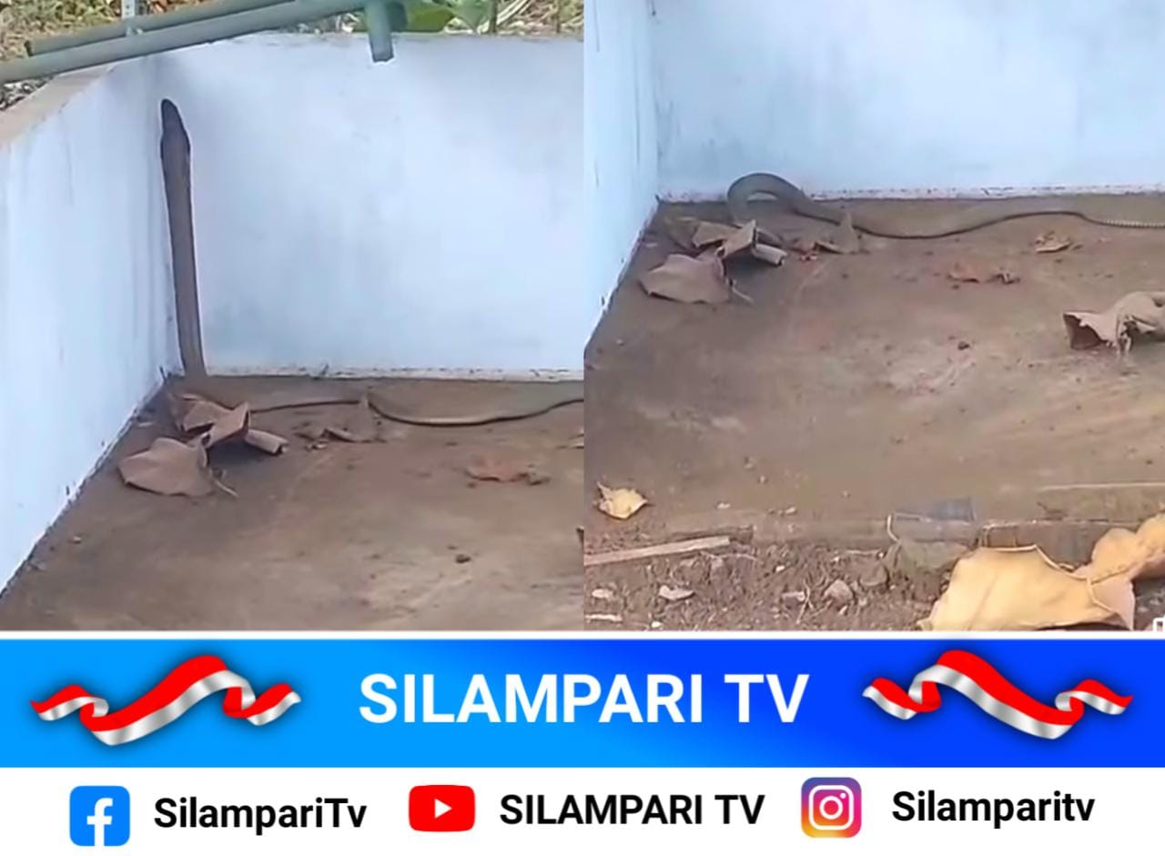 Heboh! Ular King Kobra Berkeliaran di Kawasan Wisata Watervang Lubuklinggau