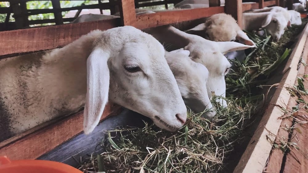 Ini Tips dan Trik Cara Ternak Kambing  3 Bulan Panen dan Menguntungkan di Hari Raya Idul Fitri 2024