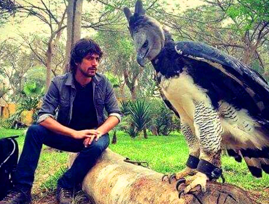 Mengenal Elang Harpy, Burung Pemangsa Raksasa yang Ukurannya Sebesar Manusia.