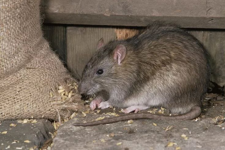 5 Cara Membasmi Tikus yang Berkeliaran di Rumah