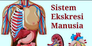 Soal dan Kunci Jawaban Penilaian Harian Biologi Kelas 11 SMA/MA Kurikulum Merdeka: Materi Sistem Ekskresi