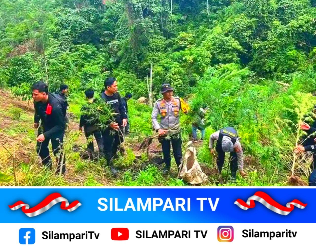 Polres Empat Lawang Temukan Ladang Ganja Tersembunyi di Perkebunan Kopi