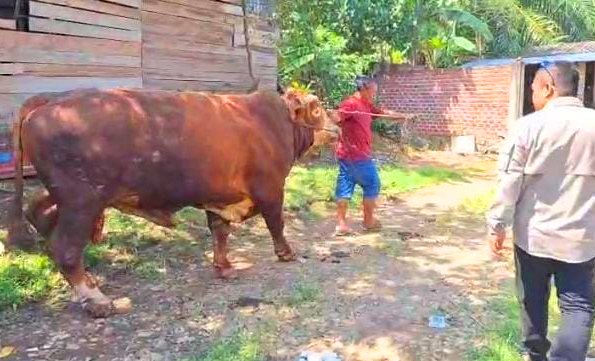 Sapi Kurban Presiden Prabowo Seberat 850 Kg Siap Disembelih di Lubuklinggau