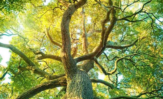 Disebut di Al-Qur’an, Tanaman Ini Bikin Warga Arab Berbondong-bondong ke Indonesia