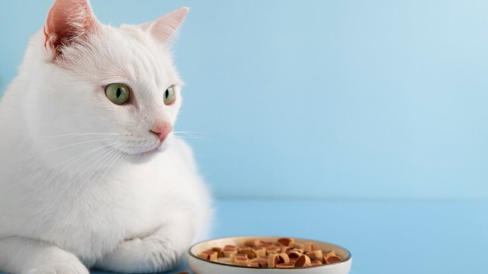 Panduan Lengkap tentang Makanan Kucing: Jenis, Nutrisi, dan Tips Pemberian
