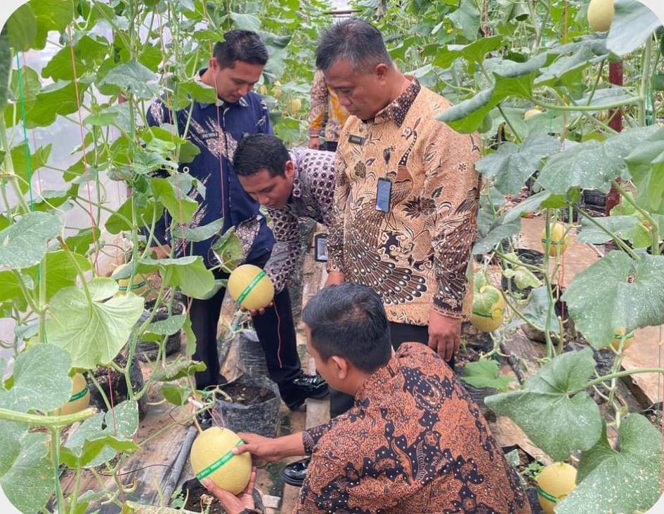 Sinergi Ketahanan Pangan, Lapas Narkotika Muara Beliti Ikut Panen Raya Melon Inhalton