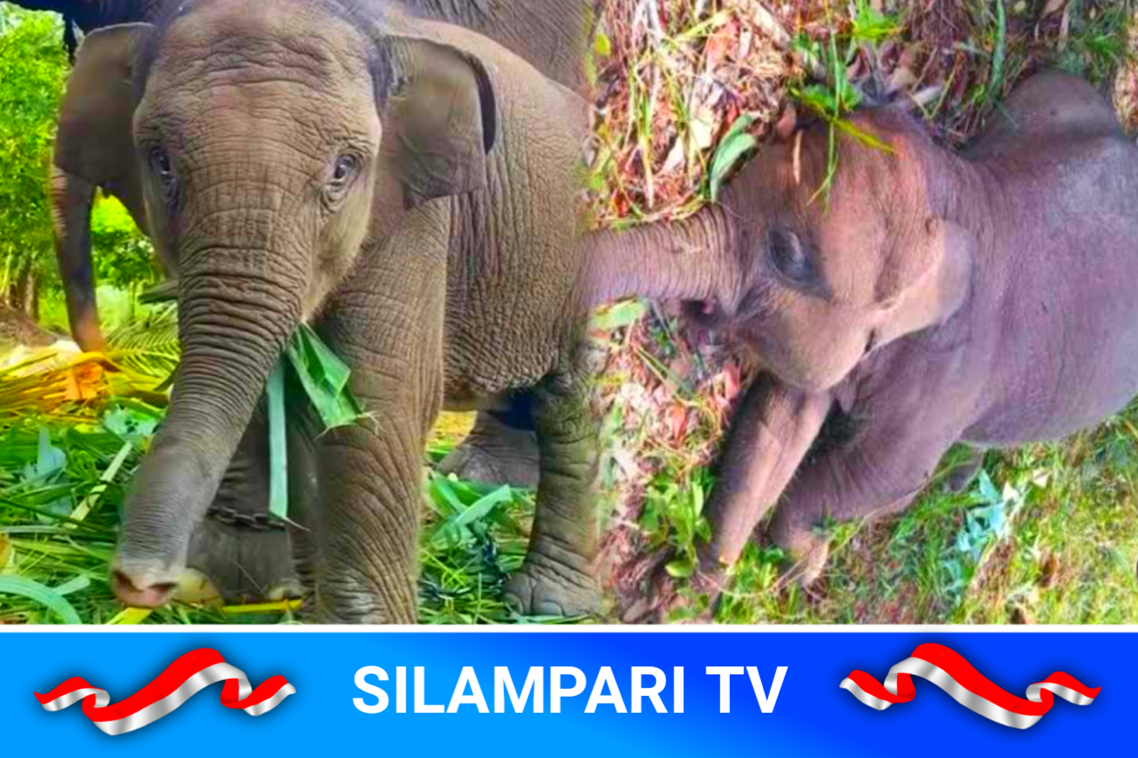 Gajah Tari Tesso Nilo Mati, Kapolda Riau Sampaikan Duka Mendalam.