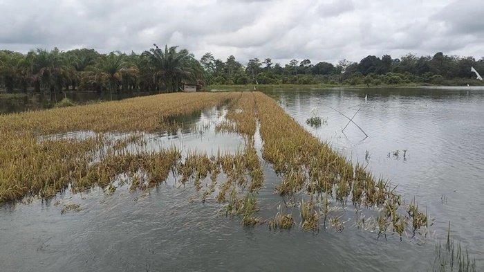 Banjir Landa 10 Daerah di Sumsel, Termasuk Muratara, Produksi Padi Tetap Stabil