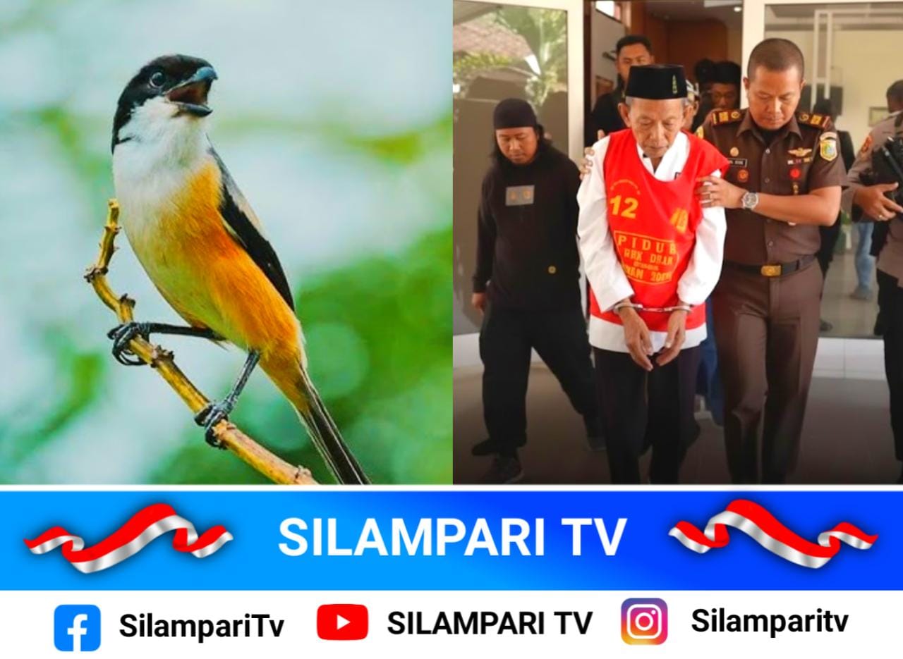 Ambil 5 Burung Cendet di Kawasan Konservasi, Kakek Masir Dituntut 2 Tahun