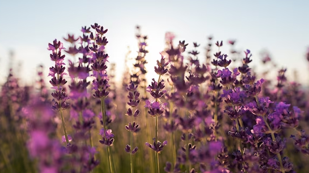 Manfaat dan Keindahan: Panduan Menanam dan Merawat Lavender di Kebun Anda