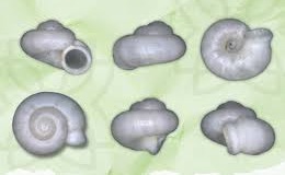 BRIN Temukan Spesies Baru Keong Darat Endemik Sumatera Selatan