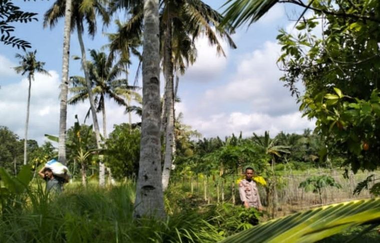 Pencari Buah Kelapa Terjatuh dari Pohon Setinggi 15 Meter