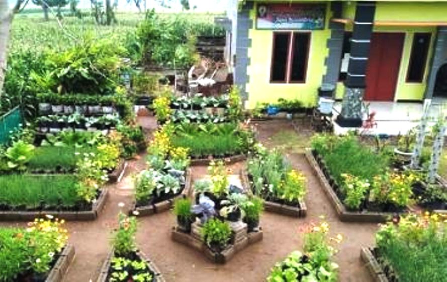 Ide Buat Kebun Sayur di Pekarangan Rumah: Solusi Pangan Hemat dan Sehat