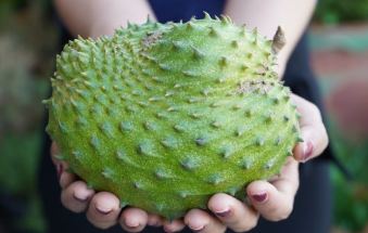 Manfaat Buah Sirsak Dapat Menyembuhkan Penyakit Apa Saja? Berikut Simak!